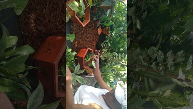 MONSTERA PERU Propagation Trick & Care Tips @JoePlantitoVlogs смотреть онлайн