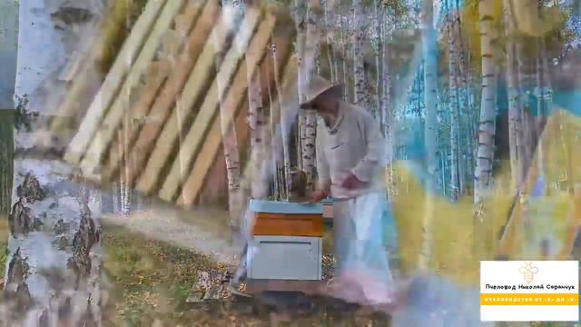 ОСОБЕННОСТИ осенней ОБРАБОТКИ ПЧЁЛ смотреть онлайн