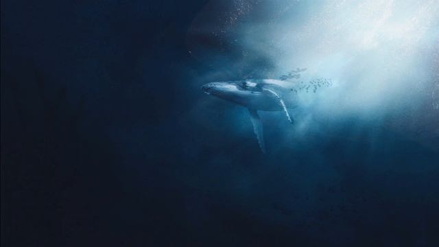 Whale Songs - Sounds For Calming And Deep Sleep, Relaxation, Stress Relief