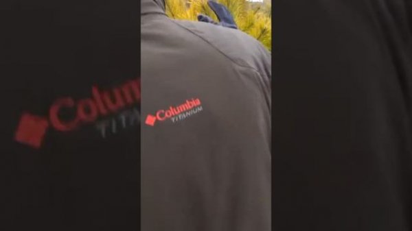 Pinus sylvestris 'Woltings Gold' (Woltings Gold Scotch Pine)