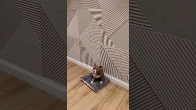 Как научить собаку команде место (самая важная команда) Советы от AlfaBullsKennel. Щеночек продаётс смотреть онлайн