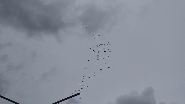 3.02.2024г.Голуби АСВ