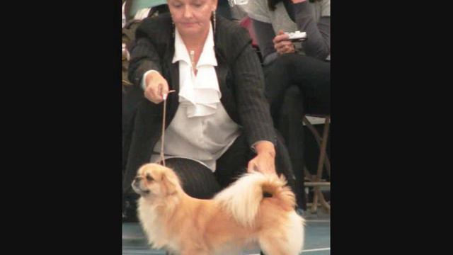 Show Dogs смотреть онлайн
