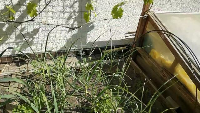 ЕСТЬ ЛИ У МЕНЯ ОГОРОД? ГДЕ И ЧТО У НАС РАСТЁТ? | #551 смотреть онлайн