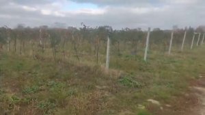 Крупноплодная малина и ежевика на Кубани. Продолжение 2022.