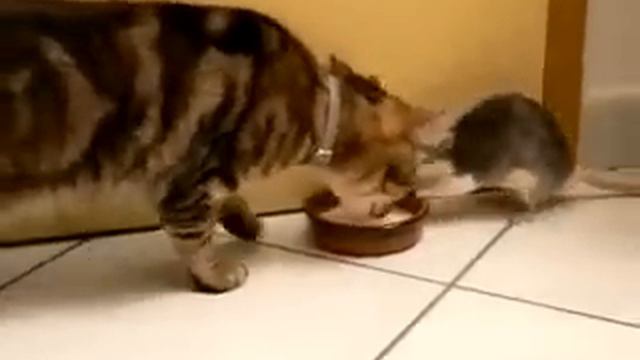 кот и крыса делят молоко смотреть онлайн