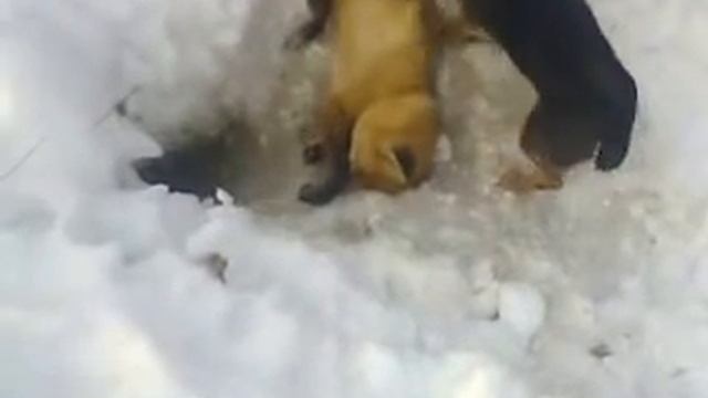 ягд вытащил лису из норы смотреть онлайн