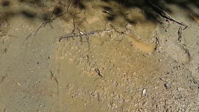 Огромная стая рыбы , для Чайника смотреть онлайн