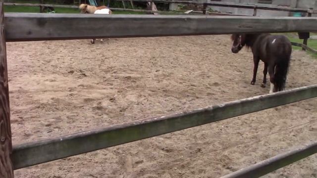 Тэя впервые ухаживает и катается на пони смотреть онлайн