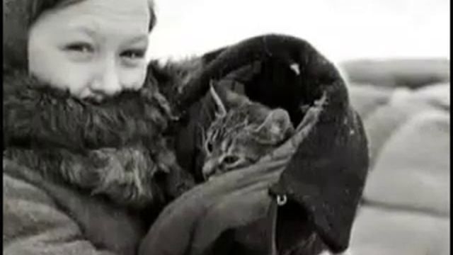 Какой умный кот! Не то что другие коты... История в описании! смотреть онлайн