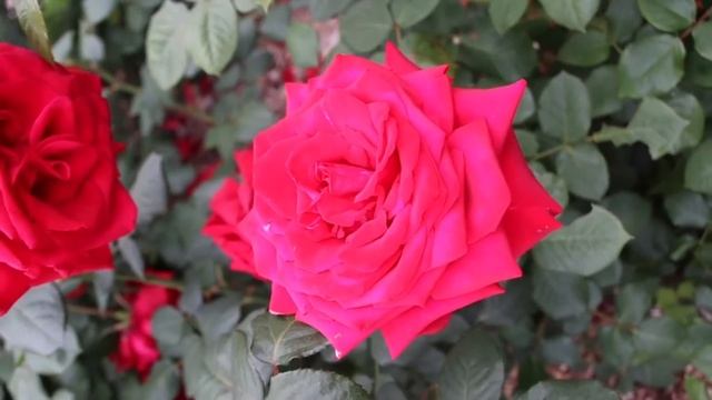 ブルグント'81 Burgund'81 смотреть онлайн