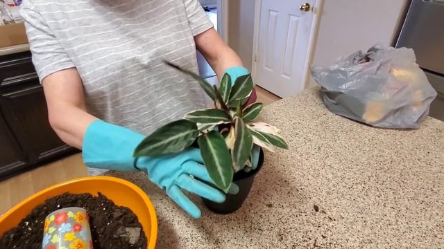 REPOTTING MY STROMANTHE TRIOSTAR PLANT | DONNA JOSHI смотреть онлайн