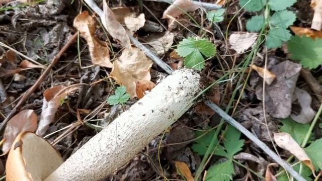 Золотая осень, Пошли в лес за грибами смотреть онлайн