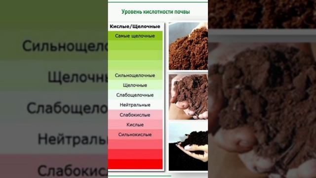 Мульчирование грядок хвойным опадом #растения #хвоя #хвойныйопад #мульчирование #борьбассорняками смотреть онлайн