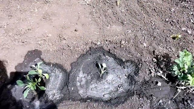 Как посадить Хосту на своём участке смотреть онлайн