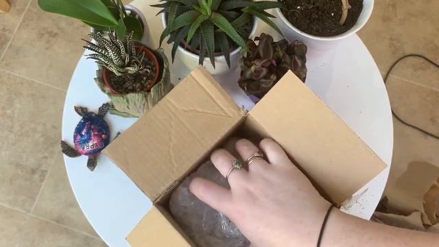 Etsy Lockdown House Plant Haul UK 20th May 2020 // Tradescantia, String of Pearls смотреть онлайн