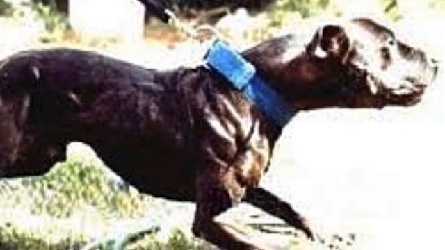 Relatos GameDog: Historia De CH GARNER'S CHINAMAN 4XW ROM
