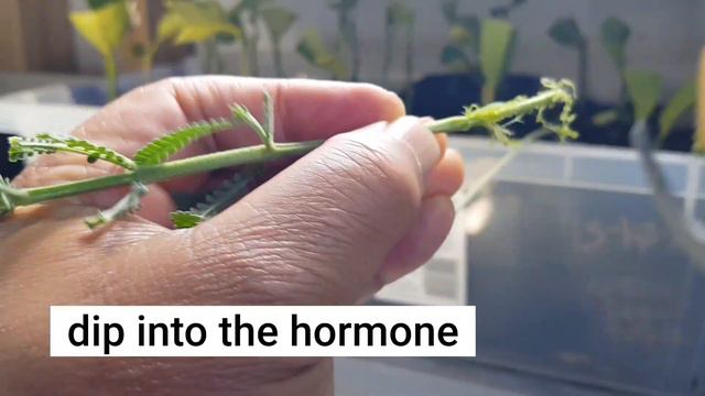 How I propogate Lavender through cuttings смотреть онлайн