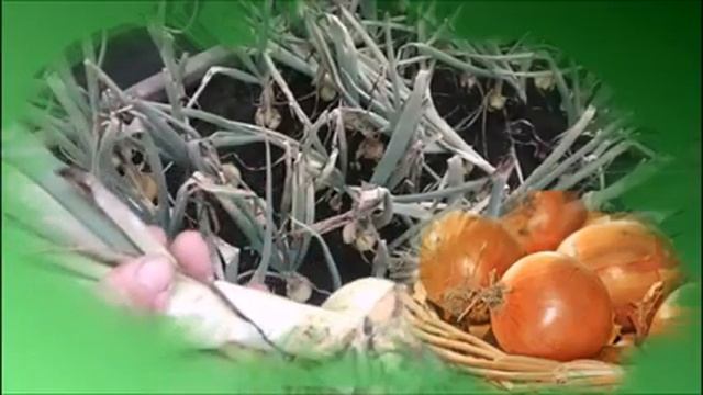 С Любовью о важном и разном. Готовим лук к уборке смотреть онлайн