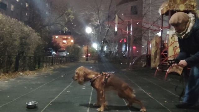 28.10.22 Упражнение "Буксировка к миске с едой". смотреть онлайн