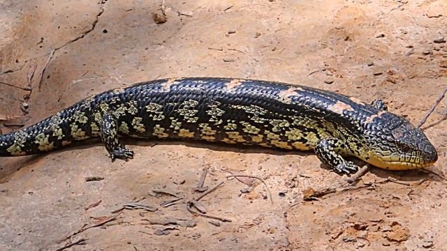 Чёрно-жёлтая исполинская ящерица (лат. Tiliqua nigrolutea) смотреть онлайн