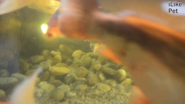 Карп кои Содержание на ilikepet смотреть онлайн