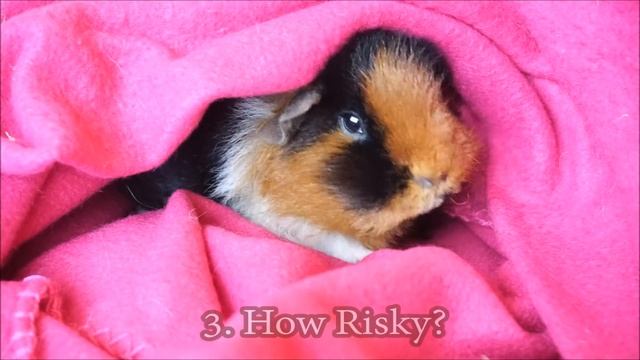 Guinea Pig Surgery: Five Key Need-to-Knows! | Squeak Dreams смотреть онлайн