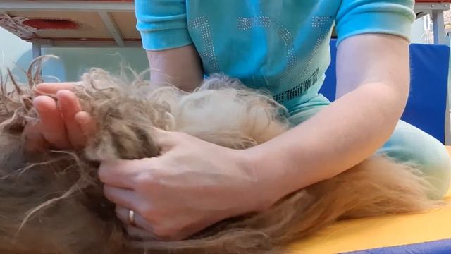 Как сделать массаж своей собаке часть 3. Особенности ухода за собаками старшего возраста. смотреть онлайн