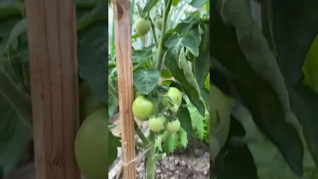 Лето в доме от #виллозихаус смотреть онлайн