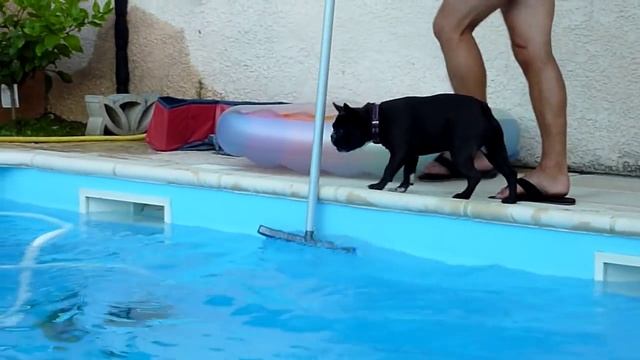 Eugenie le bouledogue français nettoie la piscine смотреть онлайн