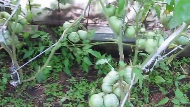 дача, заготовки 069 смотреть онлайн