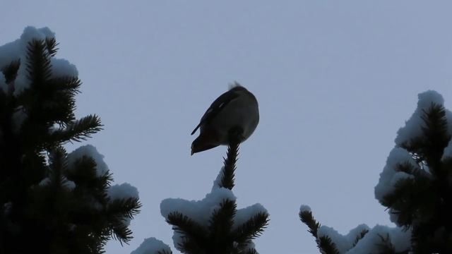 № 1991 30. 01. 2022 Свиристели смотреть онлайн