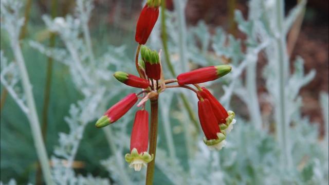 Jardinage: Dichelostemma Ida Maia: Photos De Fleurs Et De Plantes Vivaces