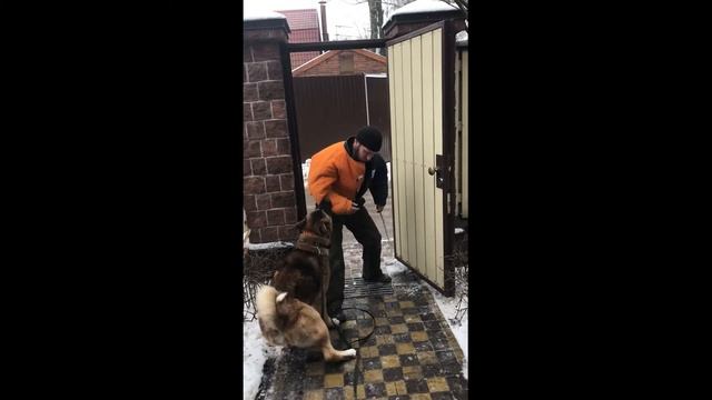 Акита ину охрана территории. Akita inu territory protection смотреть онлайн