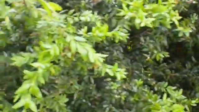 Женева, Швейцарія. Женевське озеро. смотреть онлайн