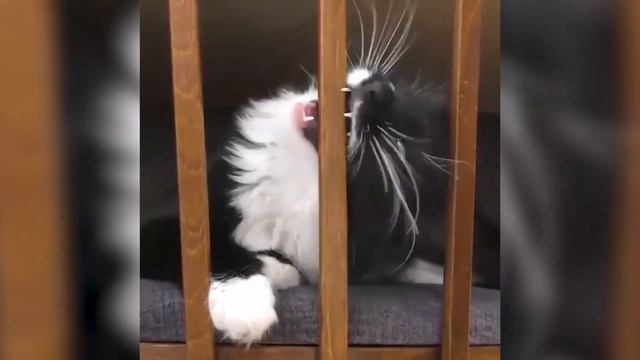 ЧТО ДЕЛАЕТ ЭТОТ КОТ? Подборка смешных видео с животными, саме смешные коты! смотреть онлайн