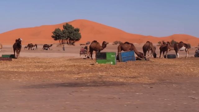 MOROCCO TRAVEL VLOG 2020 ?? | Marrakech, Sahara Desert & Fez