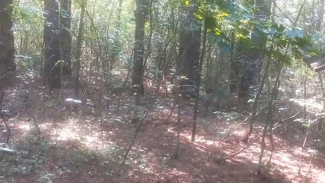 Прогулка по национальному природному парку СВЯТЫЕ ГОРЫ смотреть онлайн