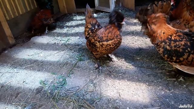 Павловские куры смотреть онлайн
