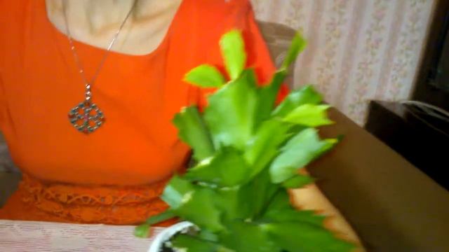 Уход за декабристом в апреле смотреть онлайн