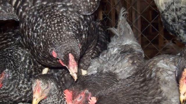 Разведение кур породы Доминант как бизнес идея | Куры Доминант смотреть онлайн