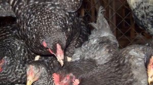 Разведение кур породы Доминант как бизнес идея | Куры Доминант