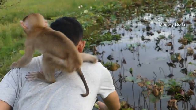 Baby Monkey Dodo | Wow Special Day Dodo And Dad Find Much Lotus Send To Princess Mori смотреть онлайн