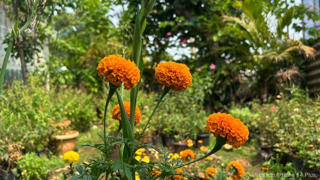 iPhone 14 Plus vs iPhone 15 Plus | Photos, Videos and Night Mode 🔥 смотреть онлайн