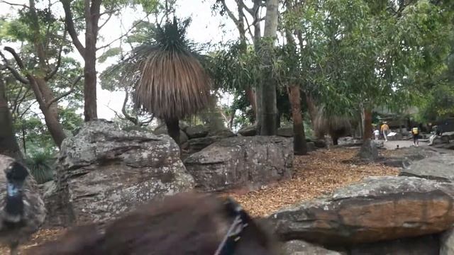 Страус Эмо смотреть онлайн