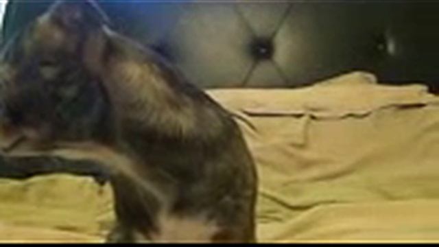 The Vienna Sausage Chronicles Blog 45 BBrothersblog com YouTube смотреть онлайн