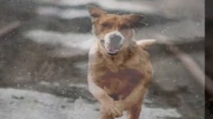 Стихи о рыжей дворняге