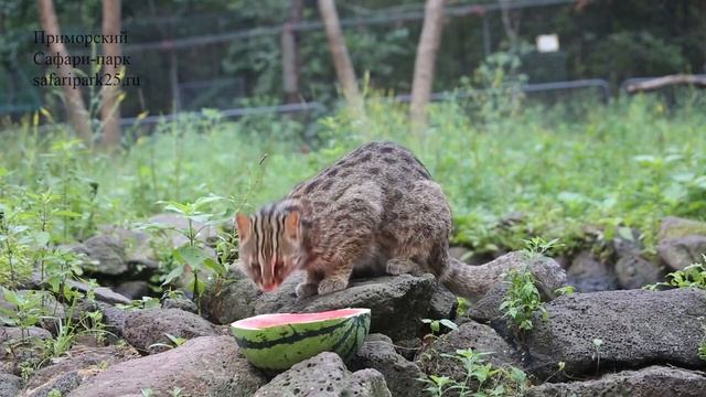 Дальневосточных котов угостили летней ягодой в Приморском Сафари-парке. смотреть онлайн