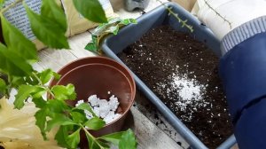 Комнатные цветы. Дуранта  Плюмье. Посадка, пересадка, уход