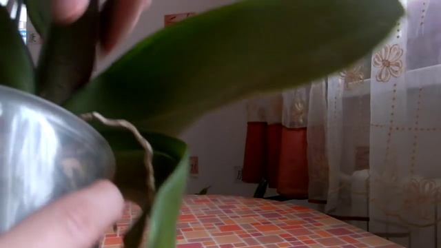 Орхидея фаленопсис легенд. Осмотр после покупки в магазине.Правила выбора орхидеи. Часть1 смотреть онлайн